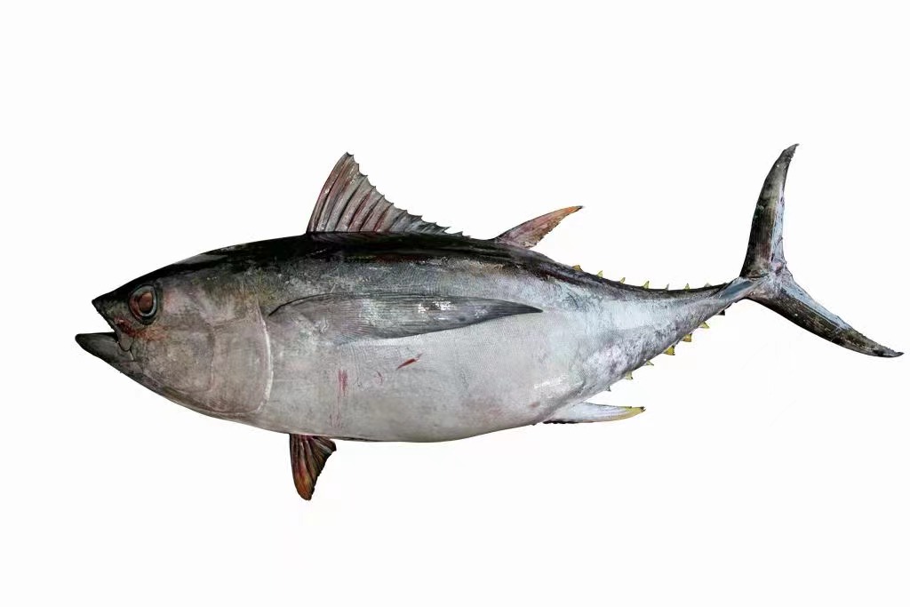 سمكة التونة ذات العيون الكبيرة